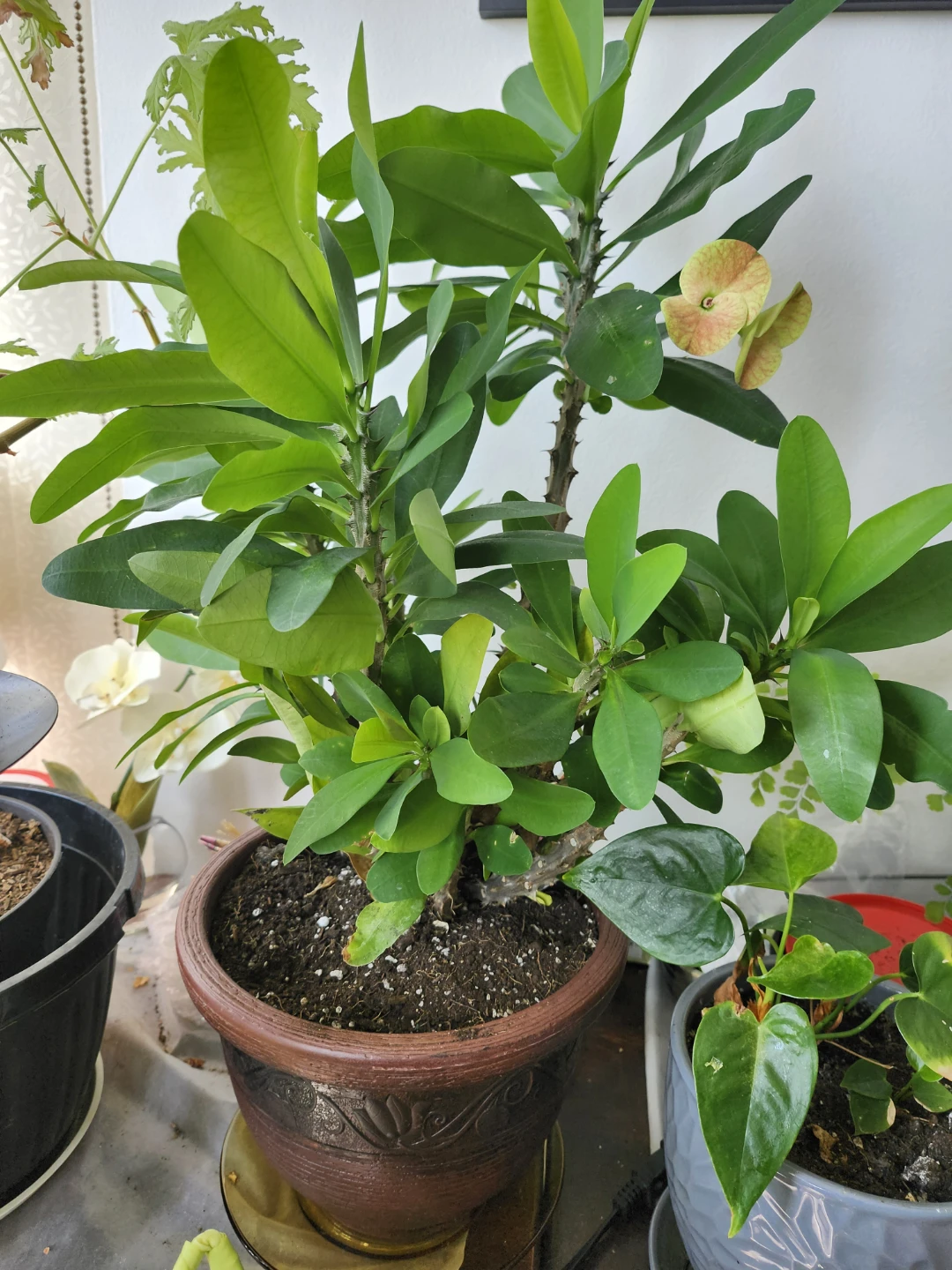 Potted Crown of Thorns Plant