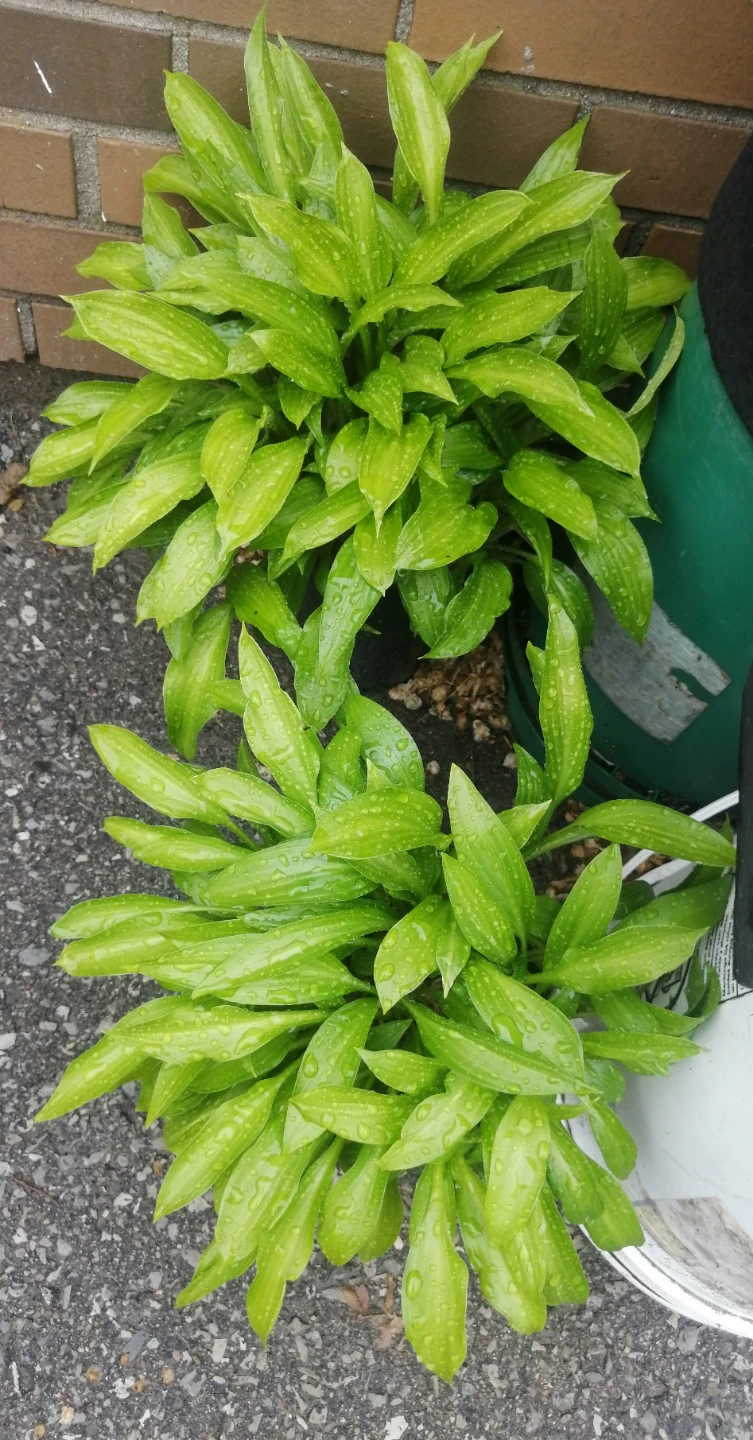 Hostas Plants ($15 EA)