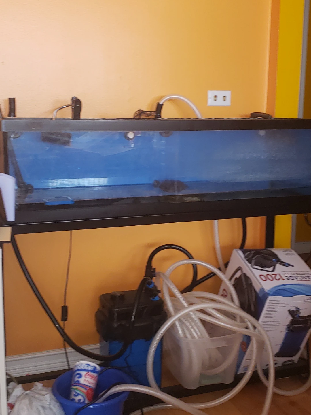 Large Aquarium with Turtle and Filter System