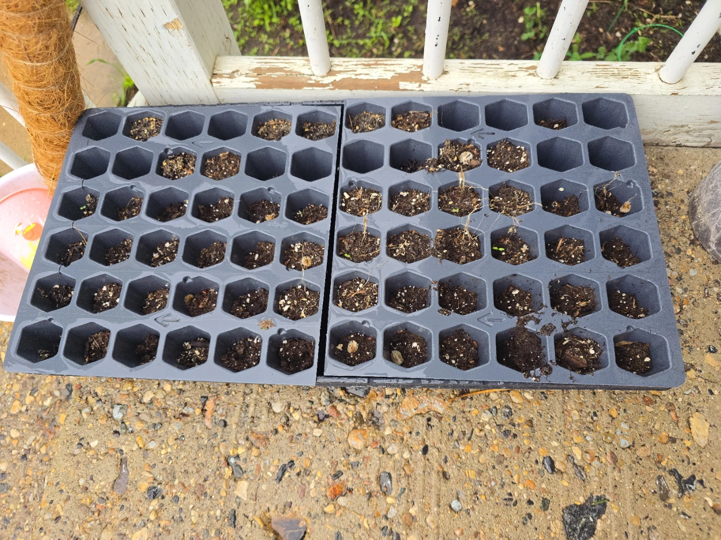 Seedling Starter Tray