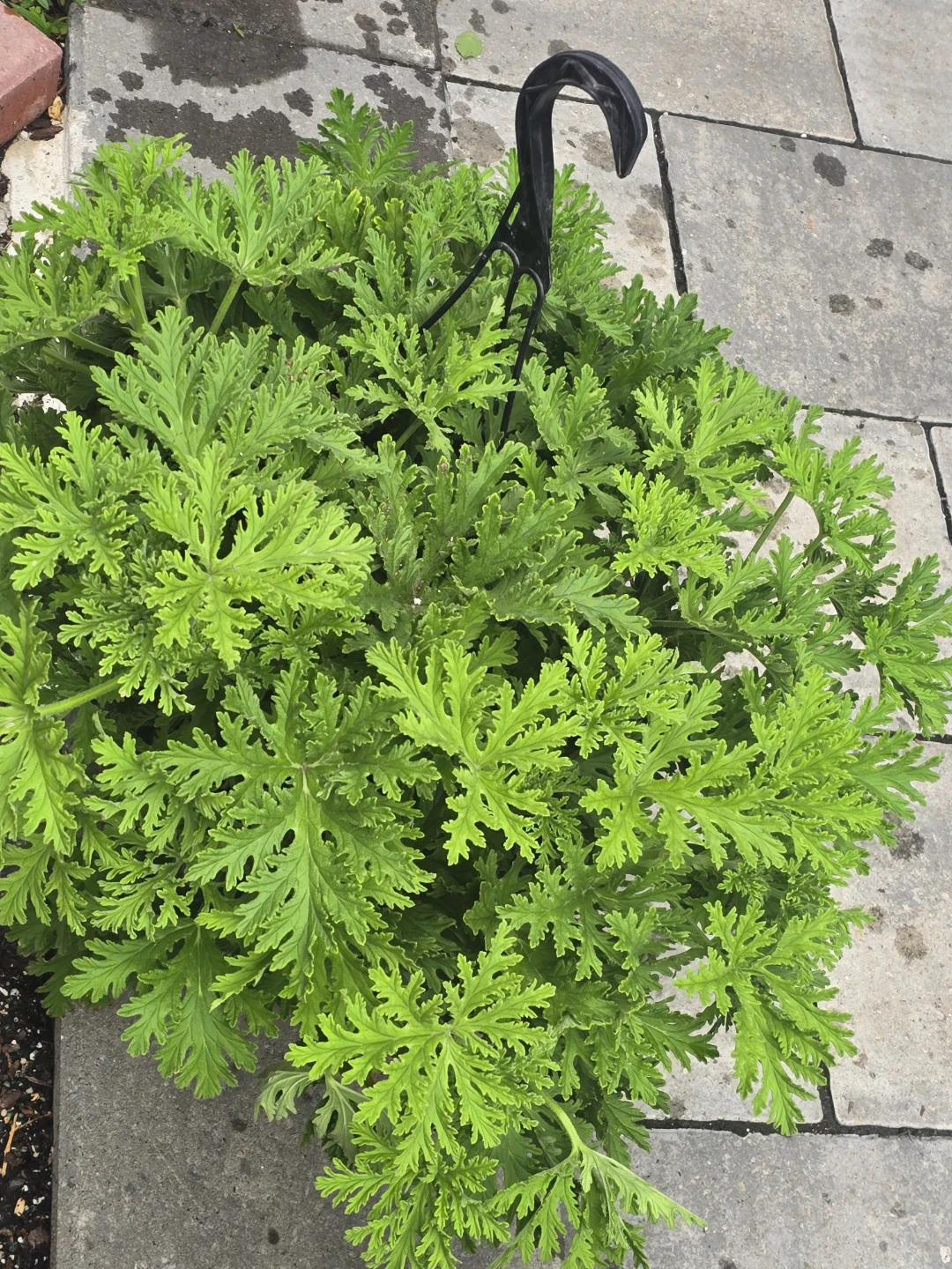 Citronella Pelargonium Plant 10"hanging baskets