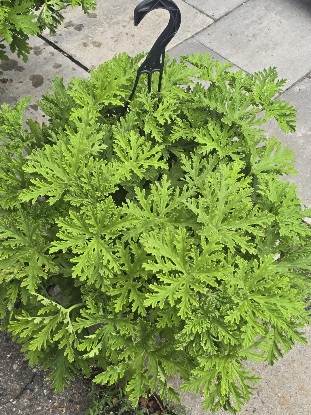 Citronella Pelargonium Plant 10"hanging baskets - photo 2