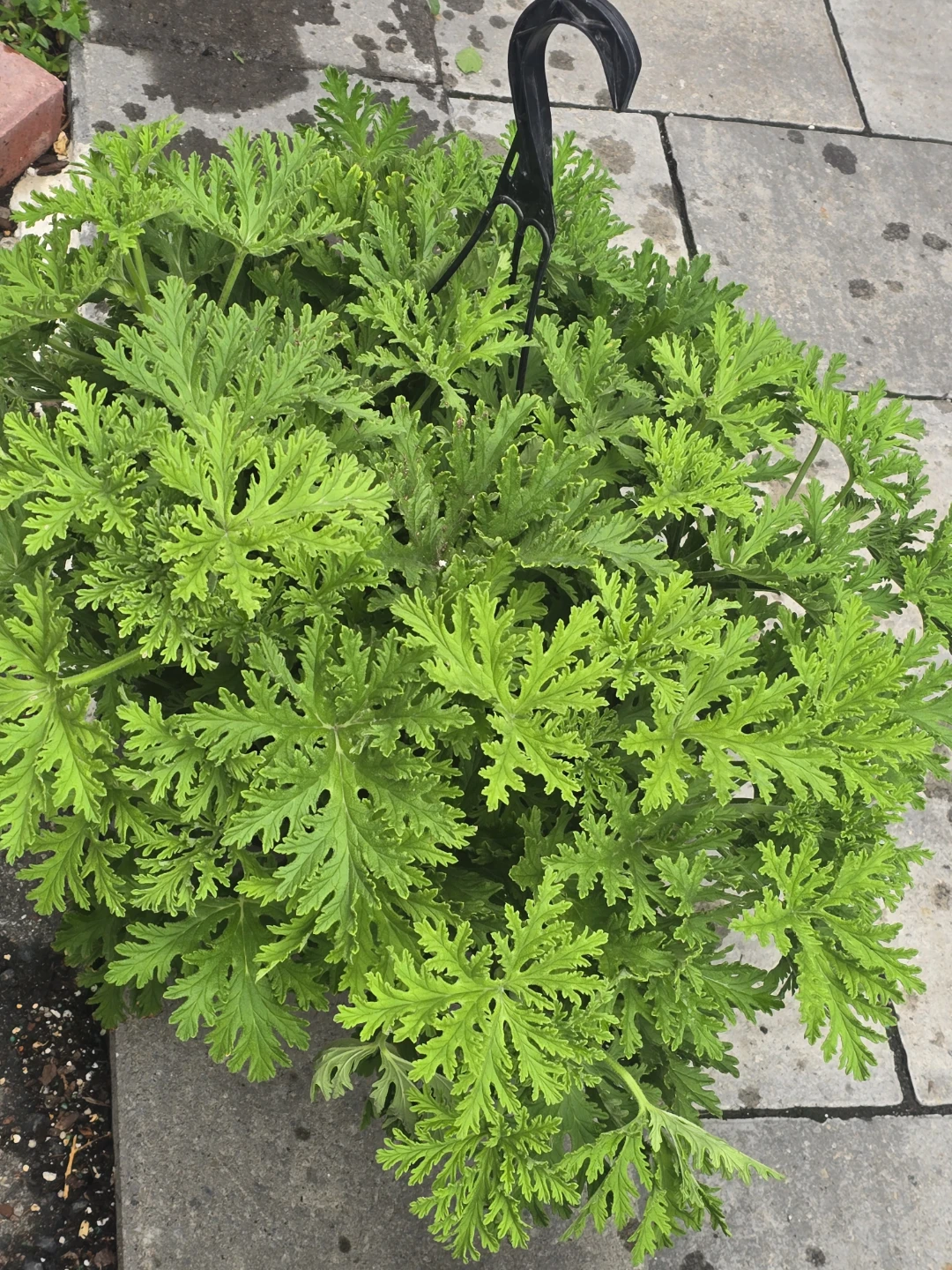 Citronella Pelargonium Plant 10"hanging baskets - photo 4