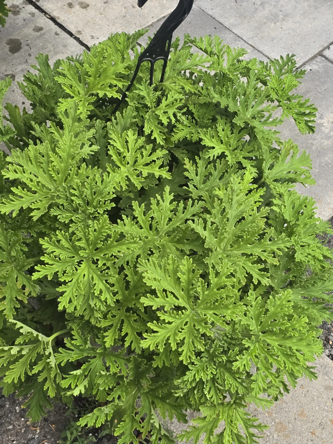 Citronella Pelargonium Plant 10"hanging baskets - photo 5