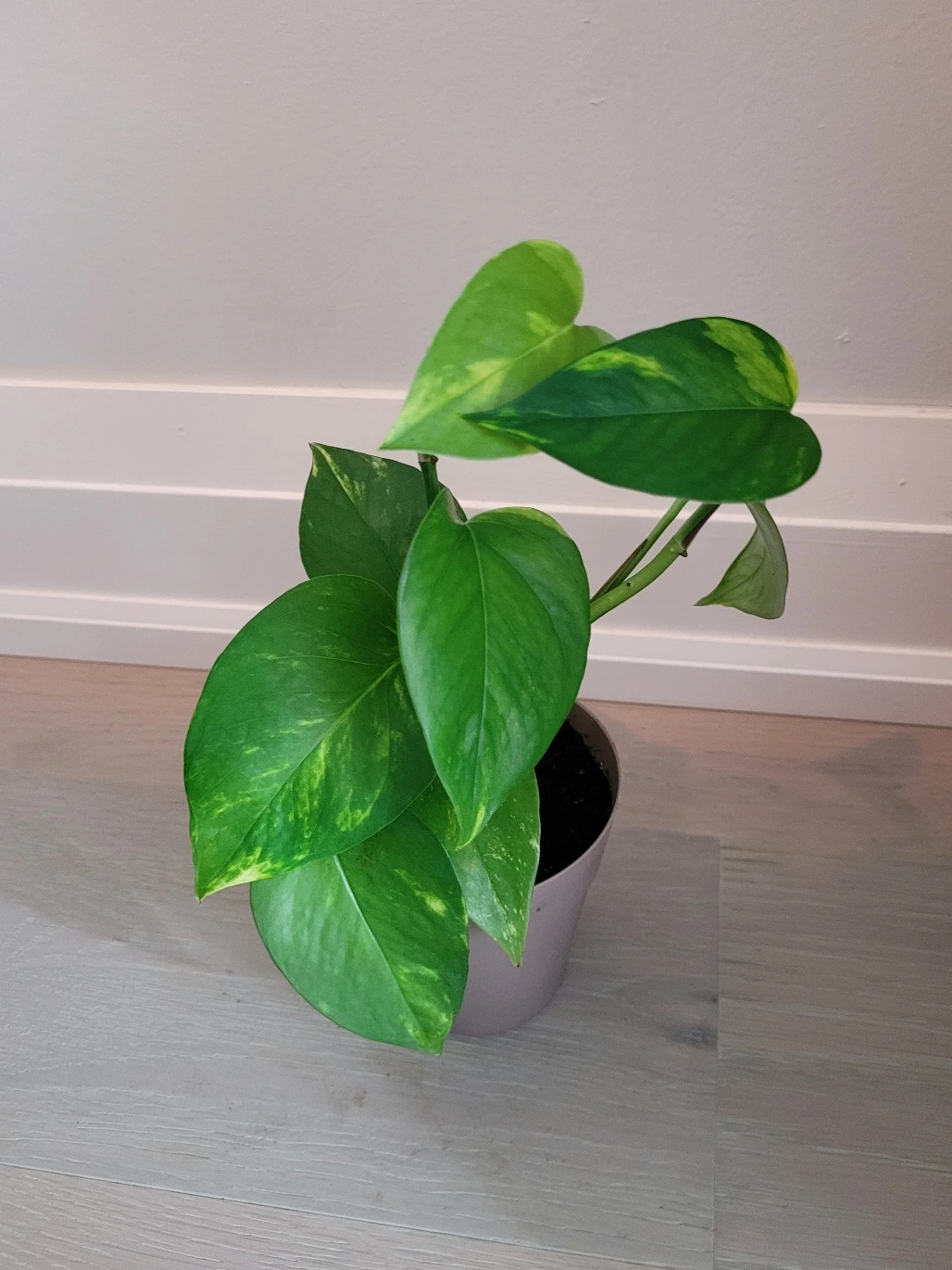 Golden Pothos