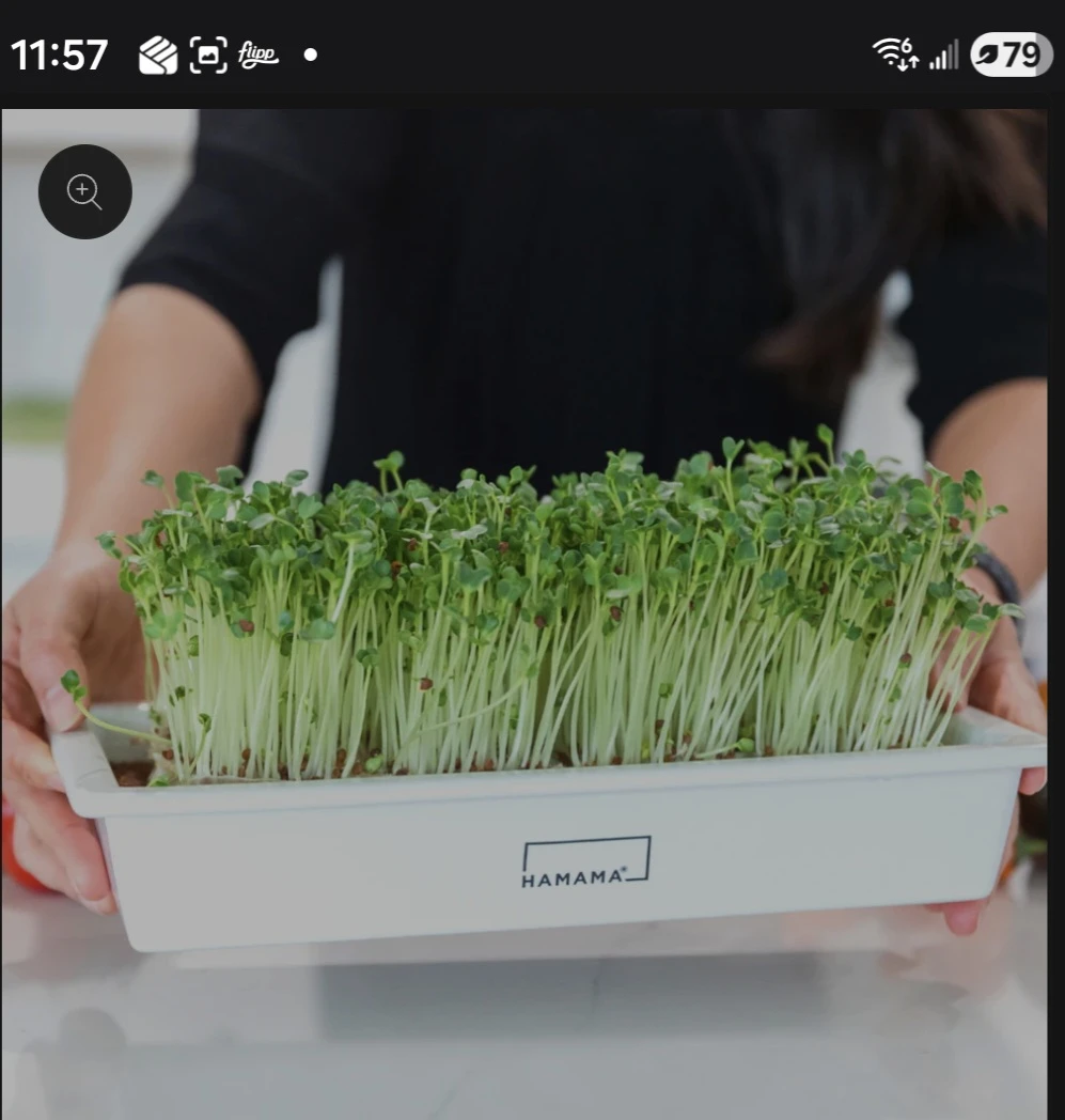 Hamama Microgreen Tray - photo 2