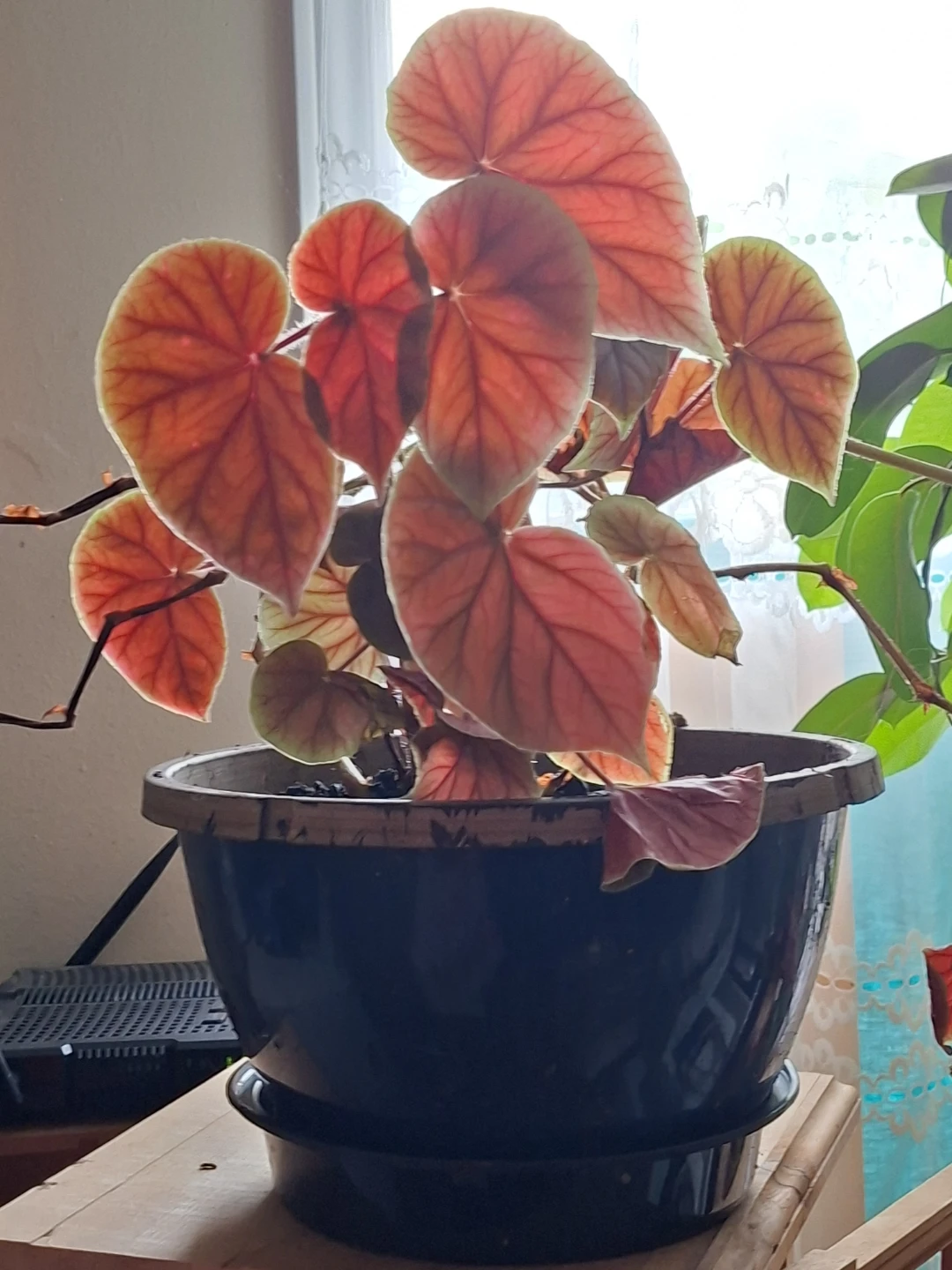 ELEPHANT EARS* Begonia Plant in Pot - photo 2