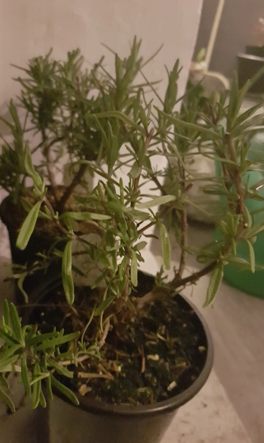 Rosemary plants - photo 3
