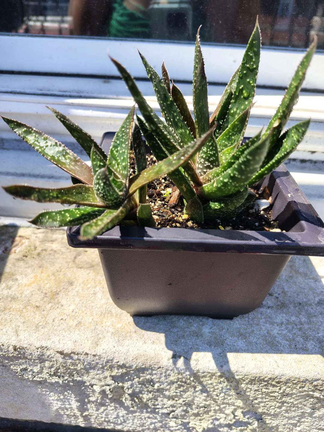 Succulent Plant in Pot