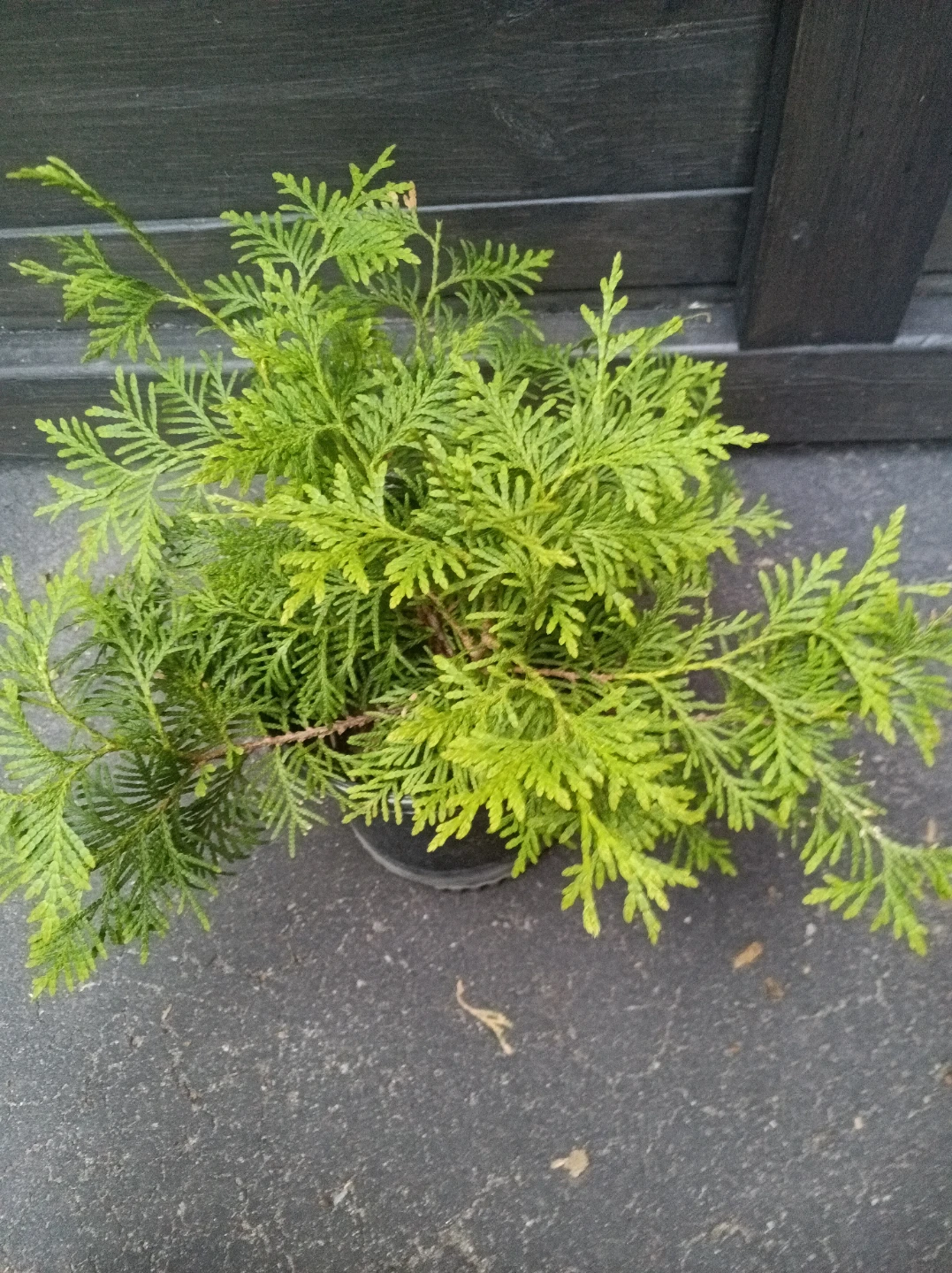 Dwarf Evergreen Shrub in Pot