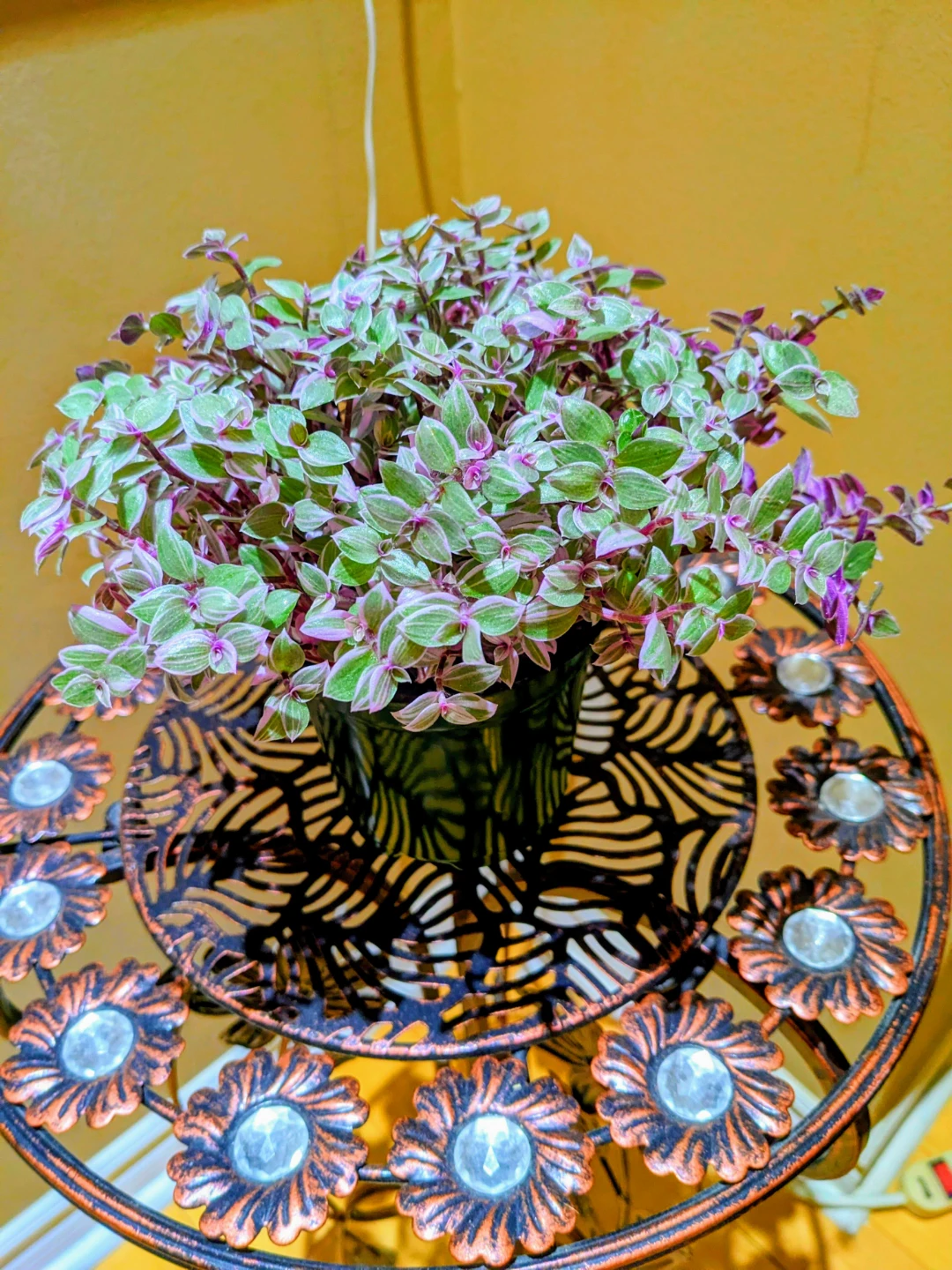 INDOOR / HOUSEPLANTS / TROPICAL PLANTS