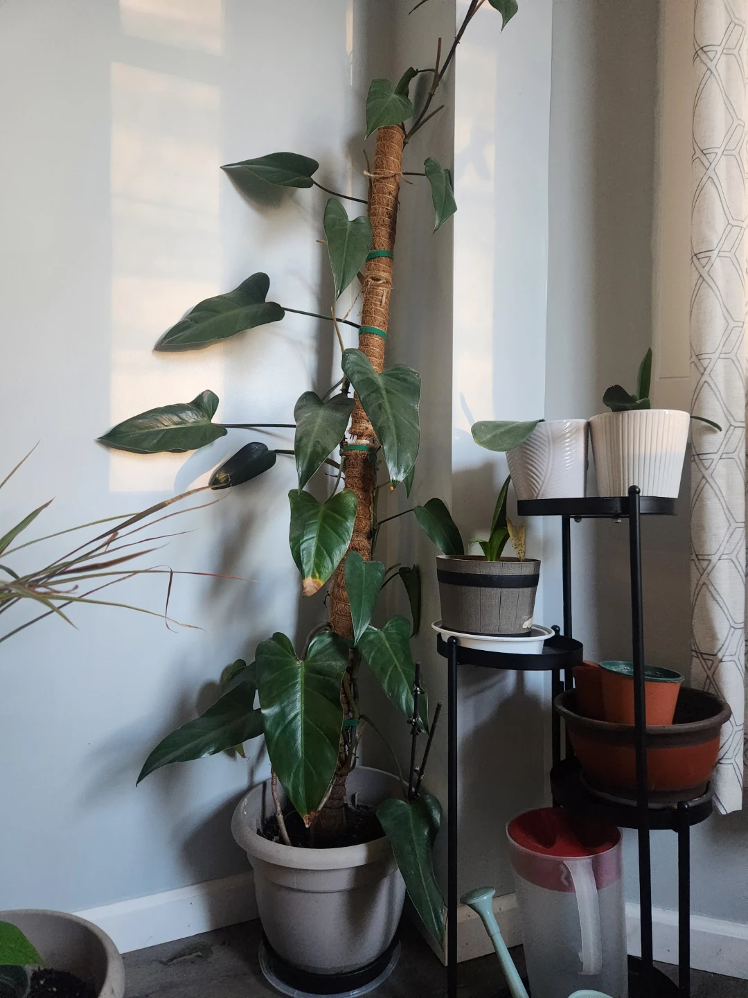 Emerald Red Philodendron Cuttings in Water