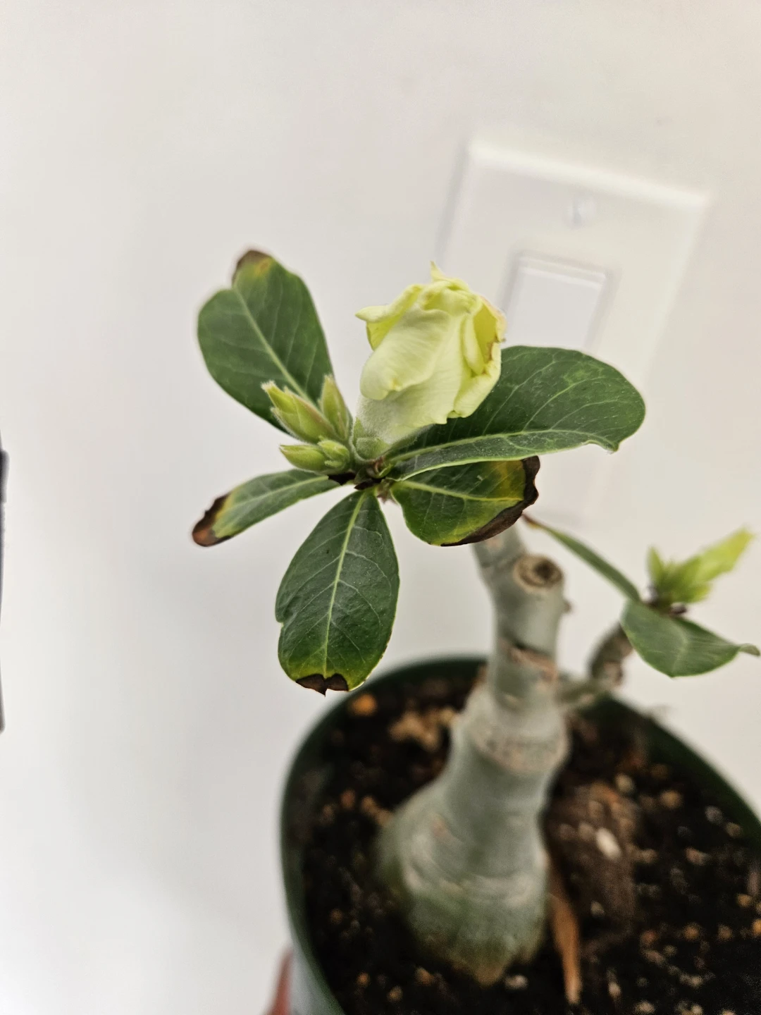 Desert Rose Plant⚽️