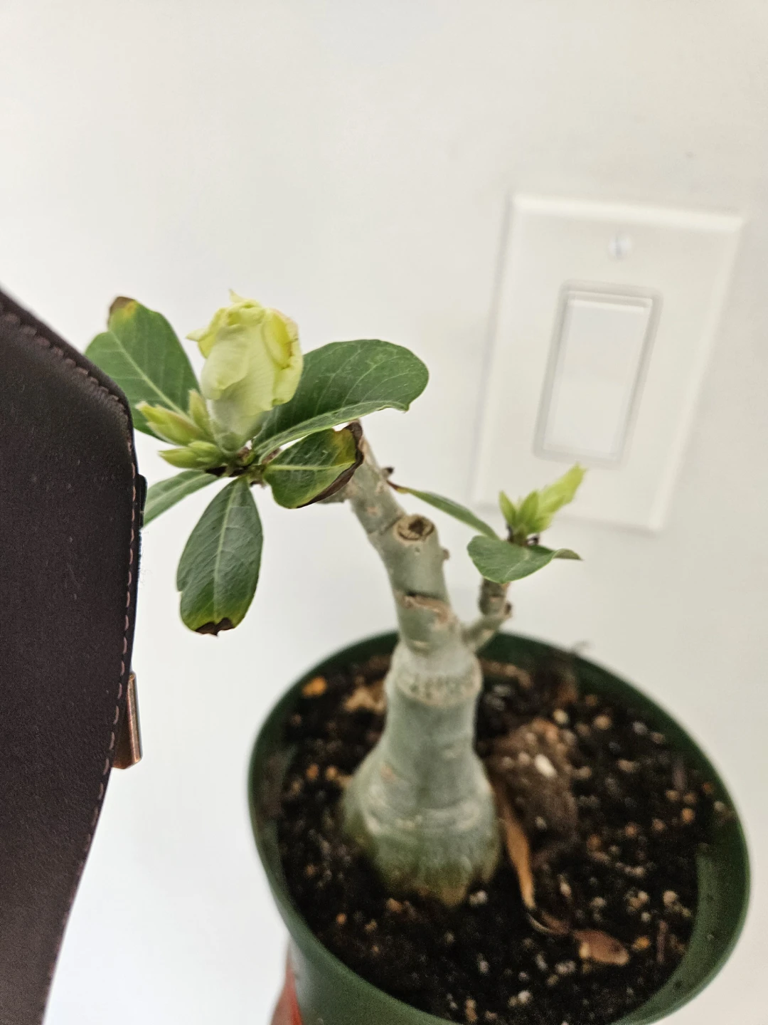 Desert Rose Plant⚽️ - photo 2