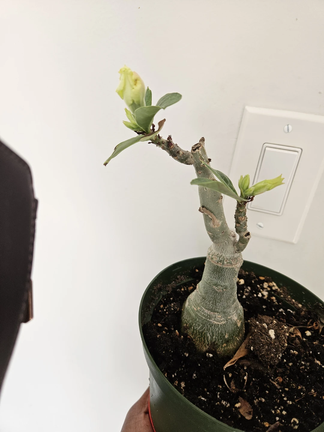 Desert Rose Plant⚽️ - photo 3
