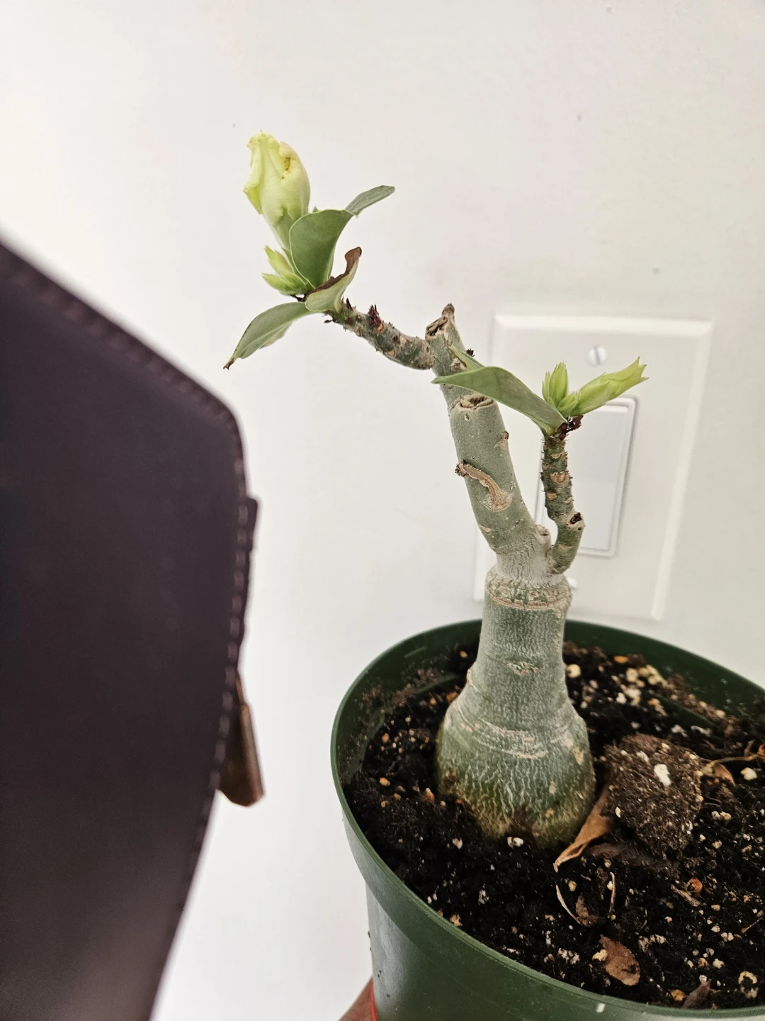 Desert Rose Plant⚽️ - photo 4