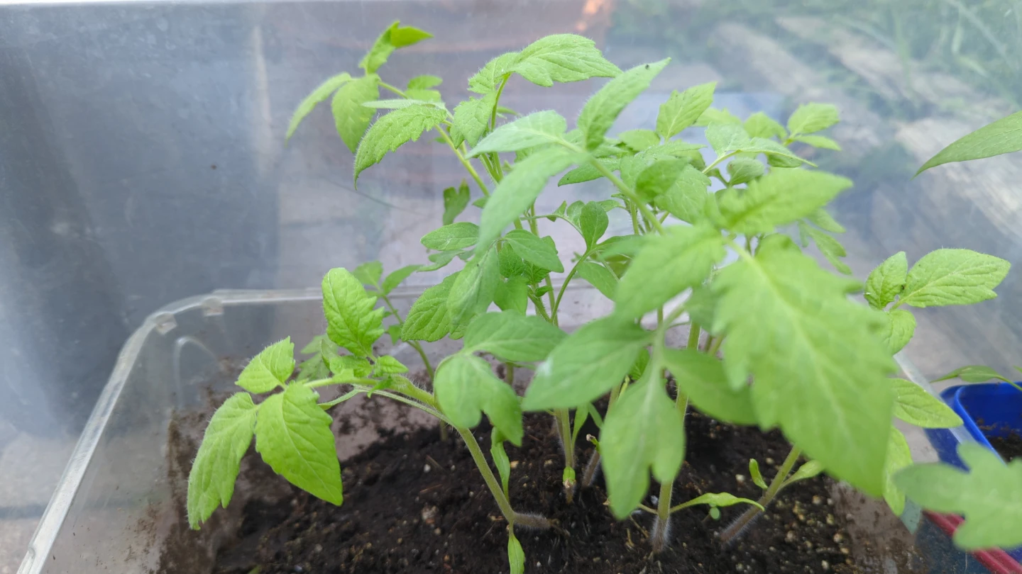 Tomato Seedlings Roma, cherry  grape  Big boy red tomatoes - photo 3