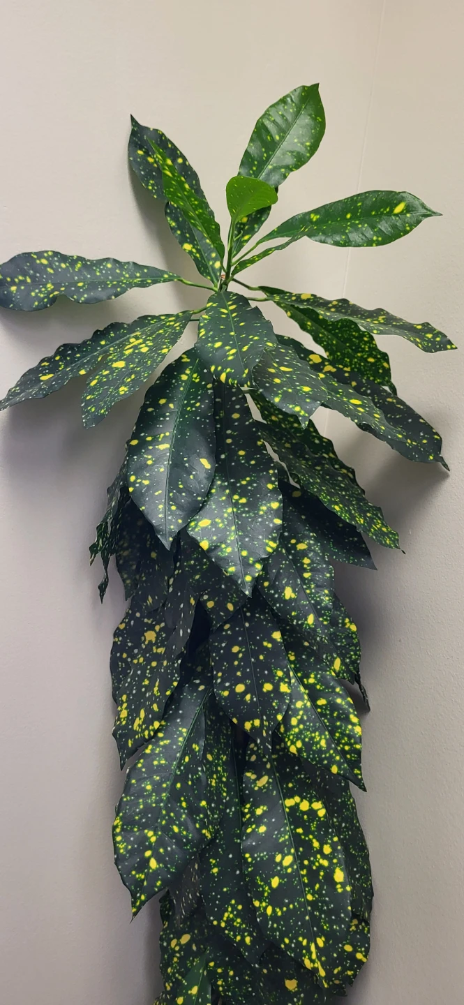 Croton Gold Dust