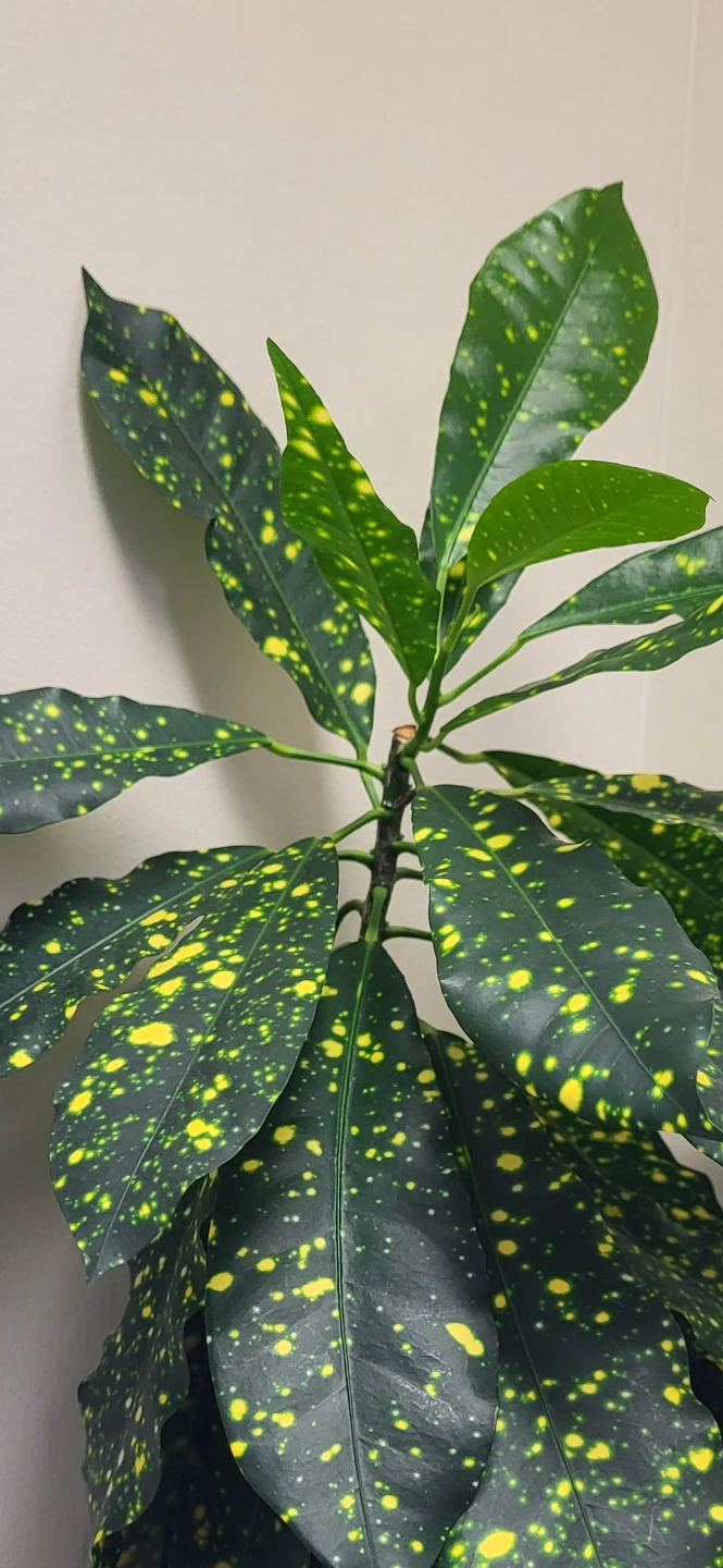 Croton Gold Dust - photo 2