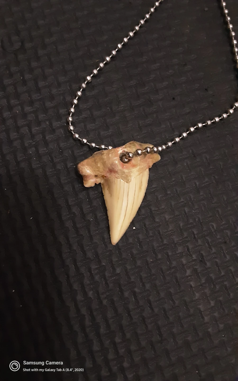 Shark Tooth Pendant Necklace