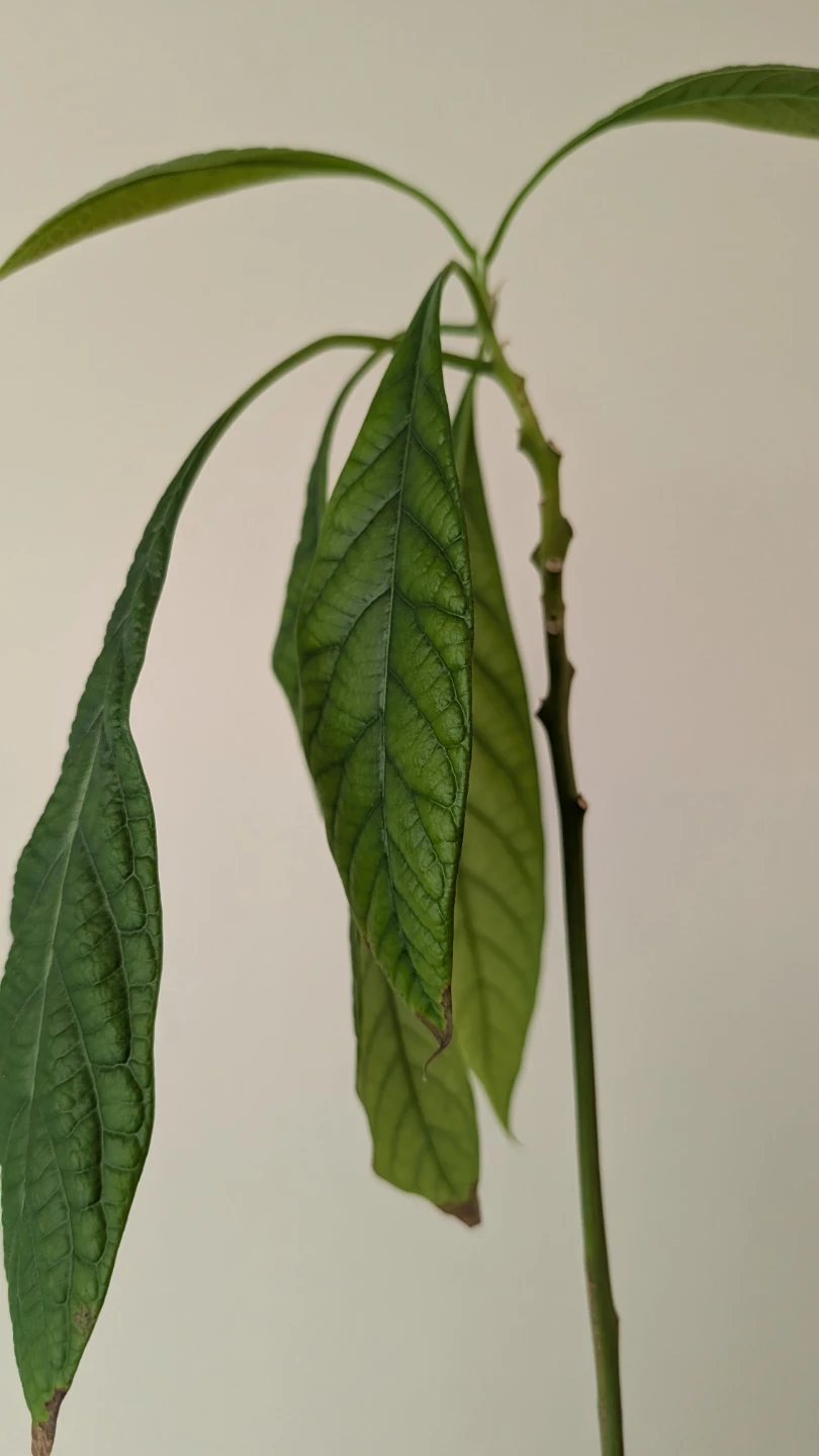 Avocado Plant