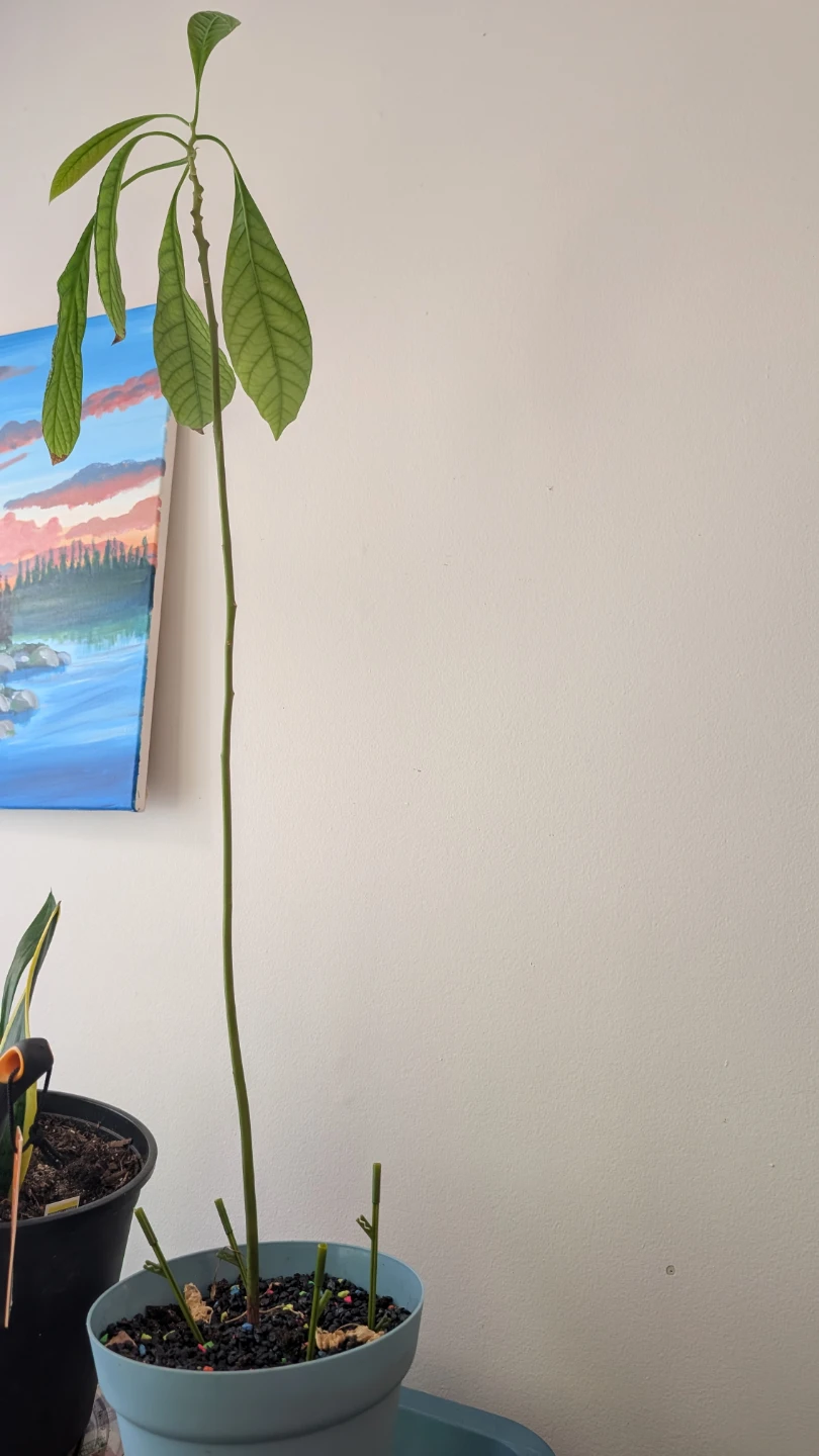 Avocado Plant - photo 3