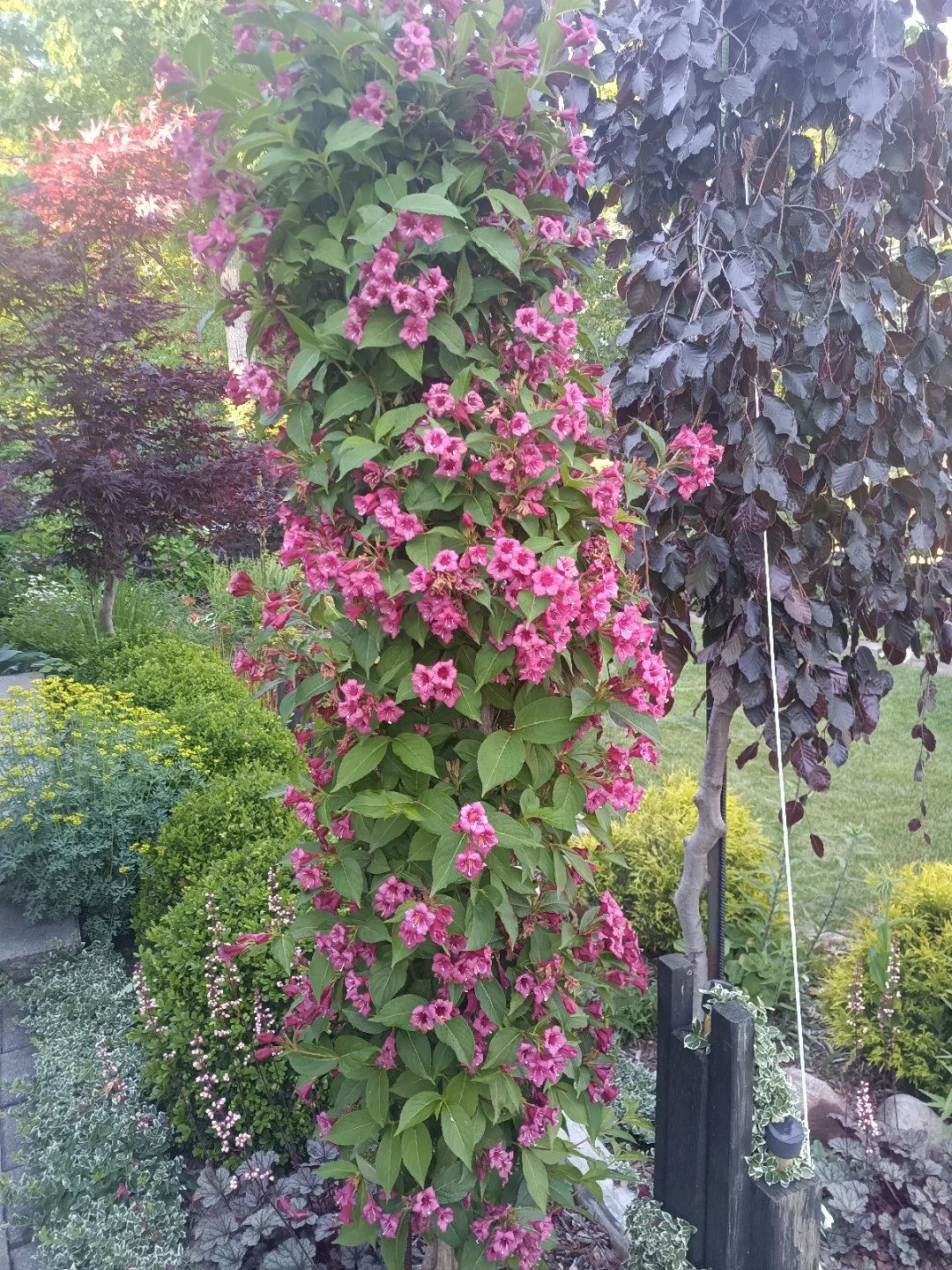 Weigela Plant