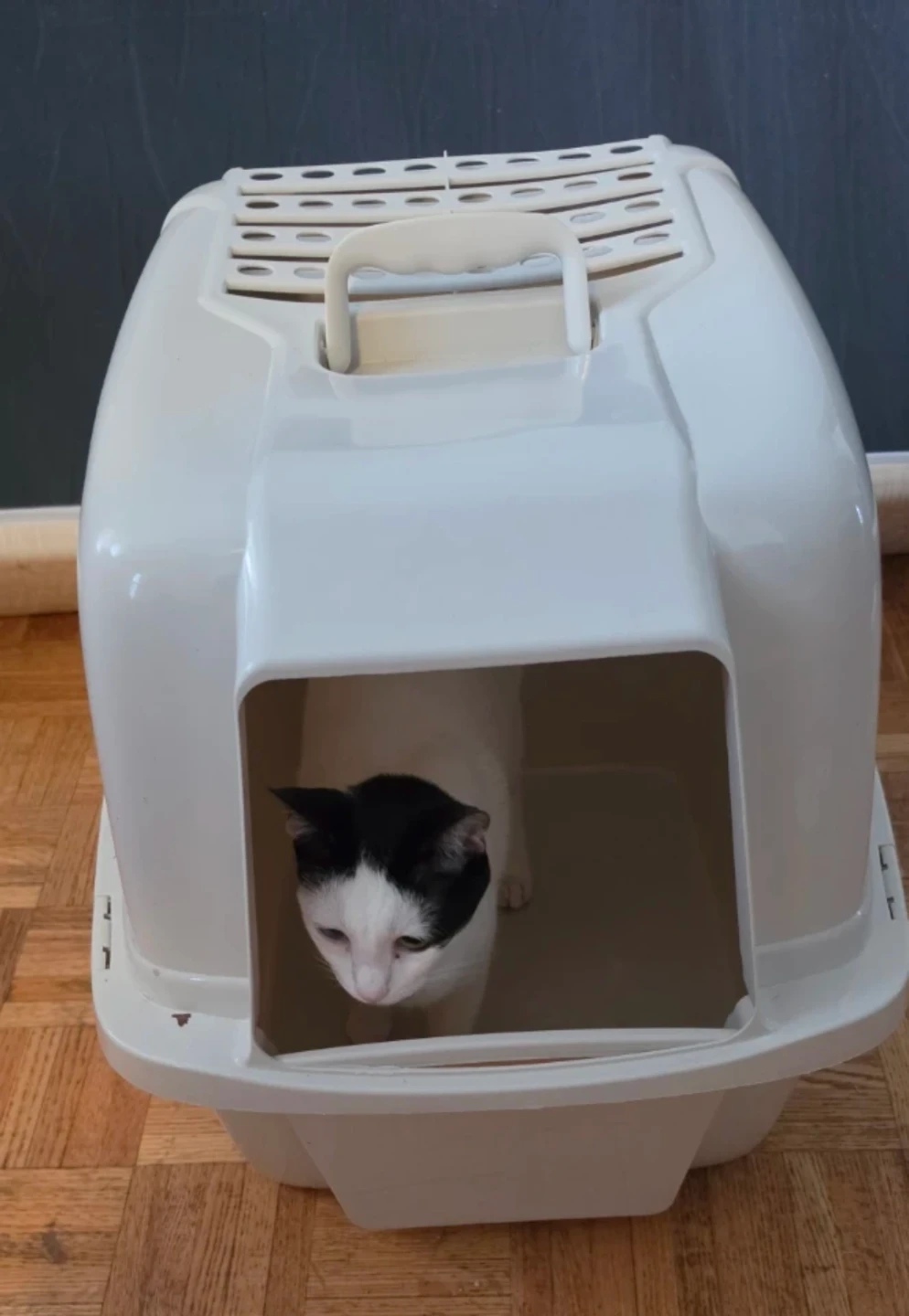 Large Cat Litter Box - photo 5