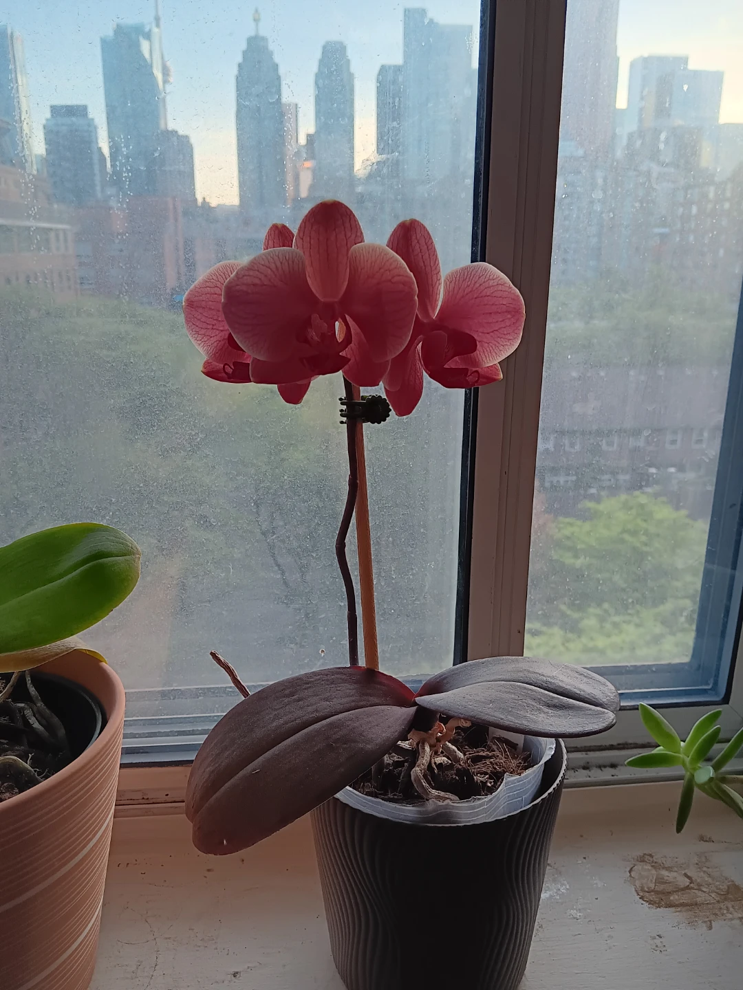Orange Pink Orchid Plant