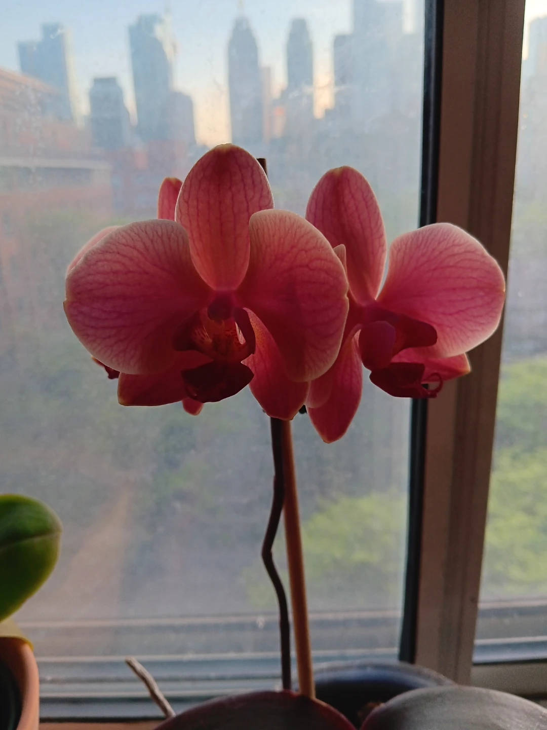 Orange Pink Orchid Plant - photo 2