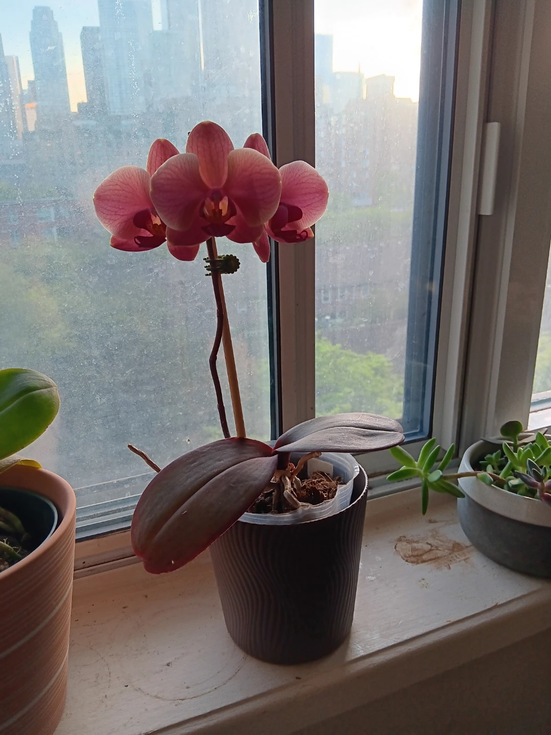 Orange Pink Orchid Plant - photo 3