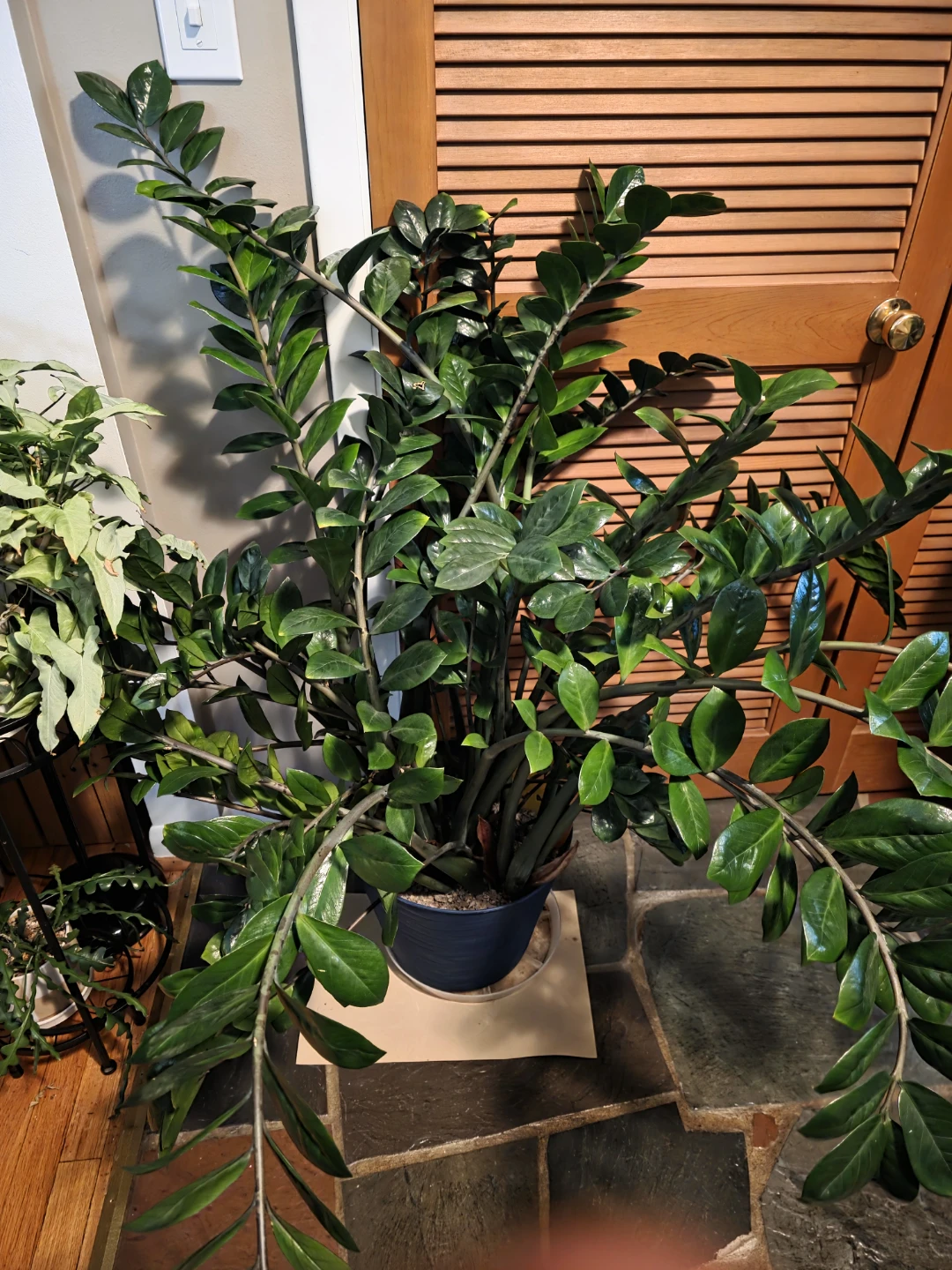 HUGE ZZ Plant