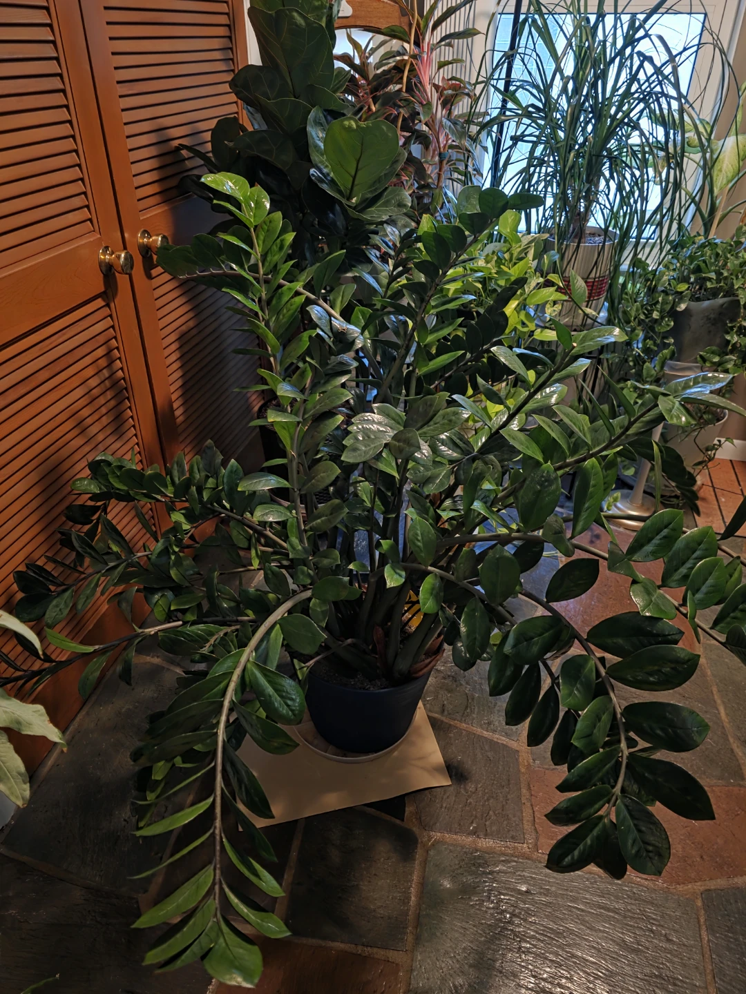 HUGE ZZ Plant - photo 2