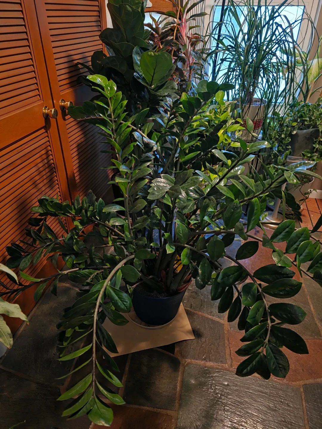 HUGE ZZ Plant - photo 2