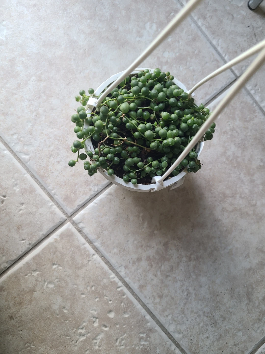 ⚽String of Pearls Plant in White Hanging Pot