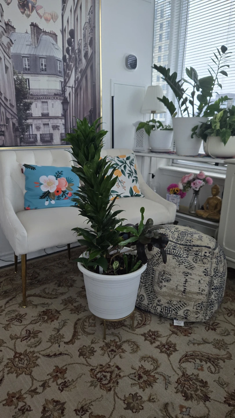 Multiple plants in one white pot