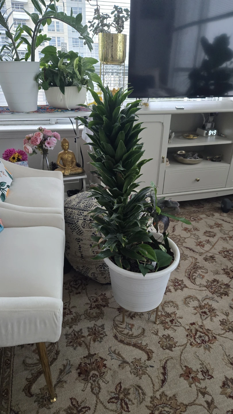 Multiple plants in one white pot - photo 2