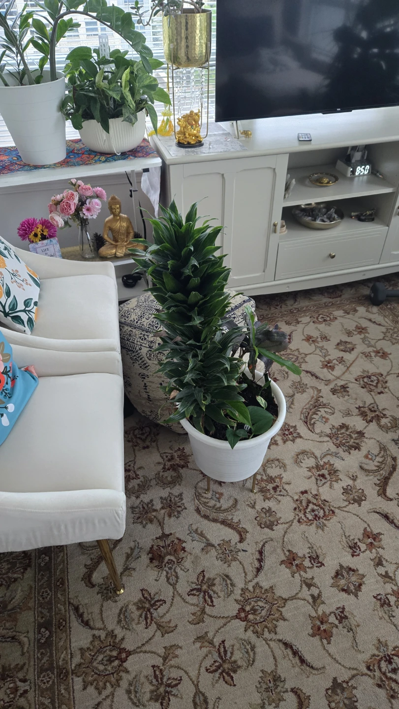Multiple plants in one white pot - photo 3