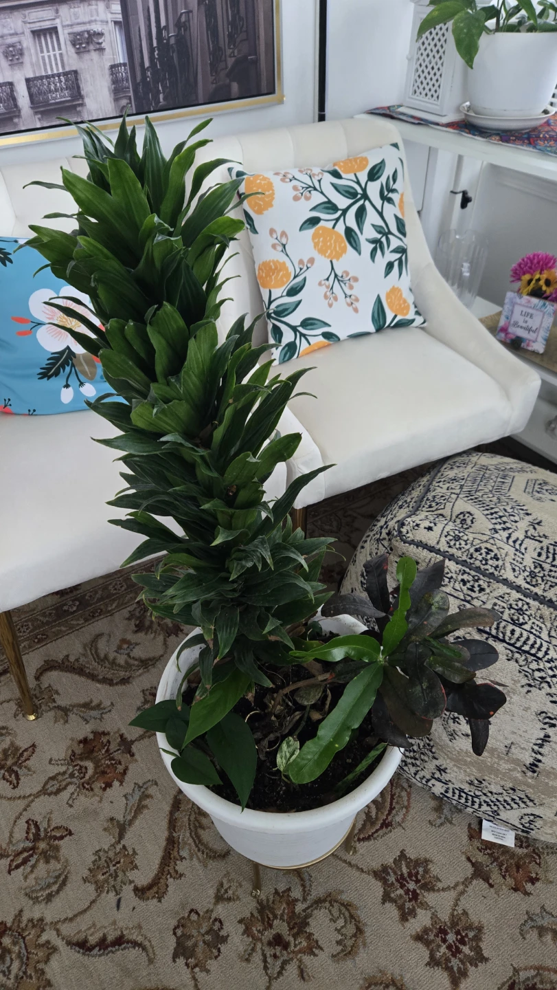 Multiple plants in one white pot - photo 4