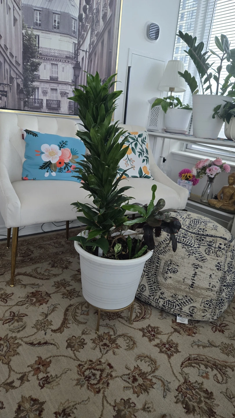 Multiple plants in one white pot - photo 5