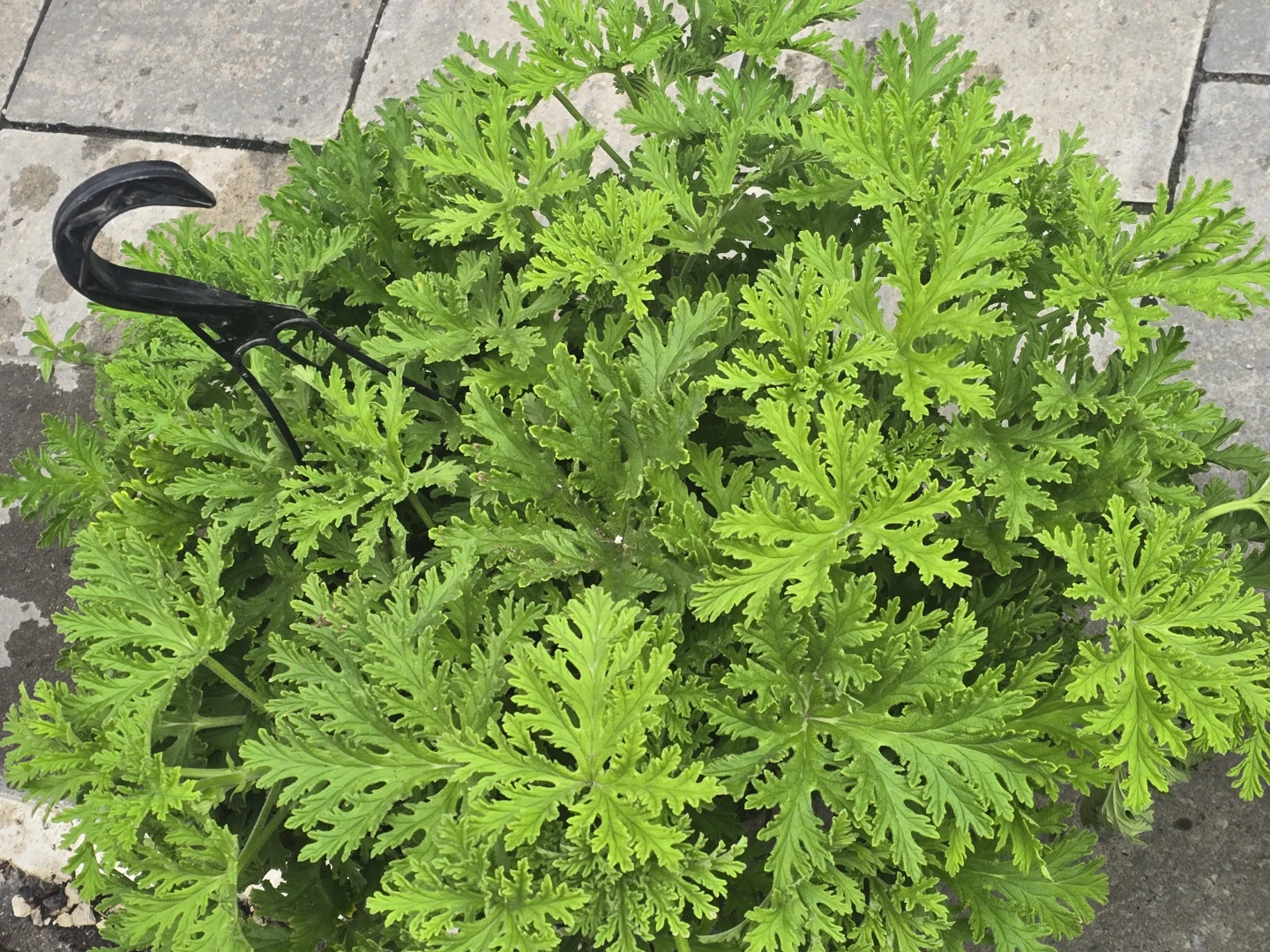 Citronella Pelargonium Plant 10"hanging baskets - photo 3