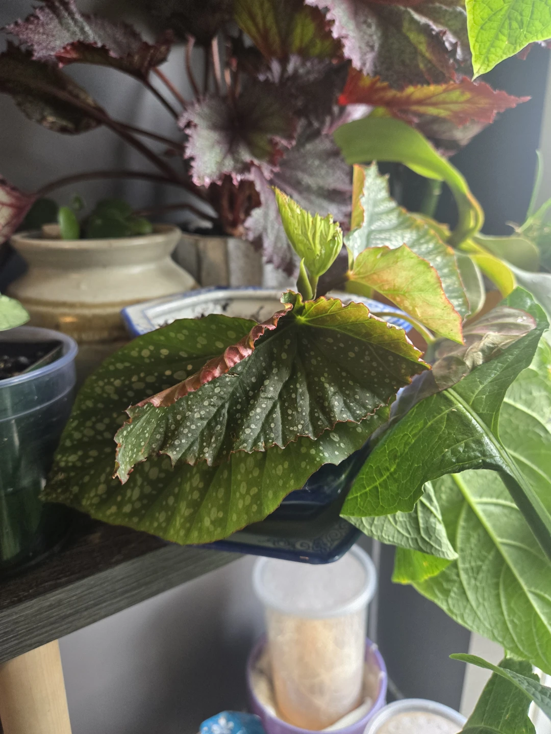 2 types of cain begonia