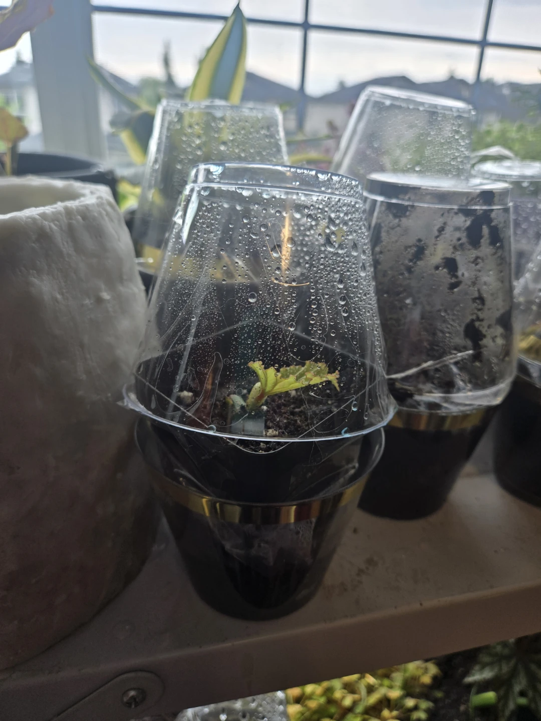 2 types of cain begonia - photo 3