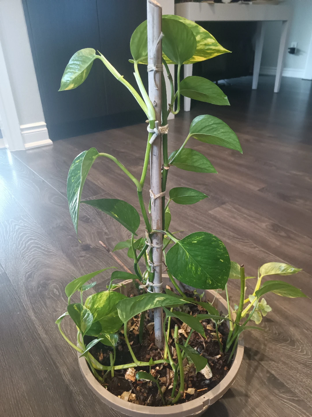 “Large Variegated Pothos — $25 — Eglinton & Keele” - photo 2