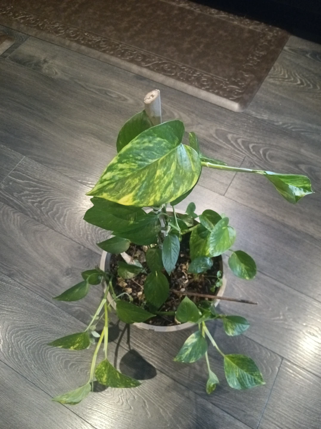“Large Variegated Pothos — $25 — Eglinton & Keele” - photo 3