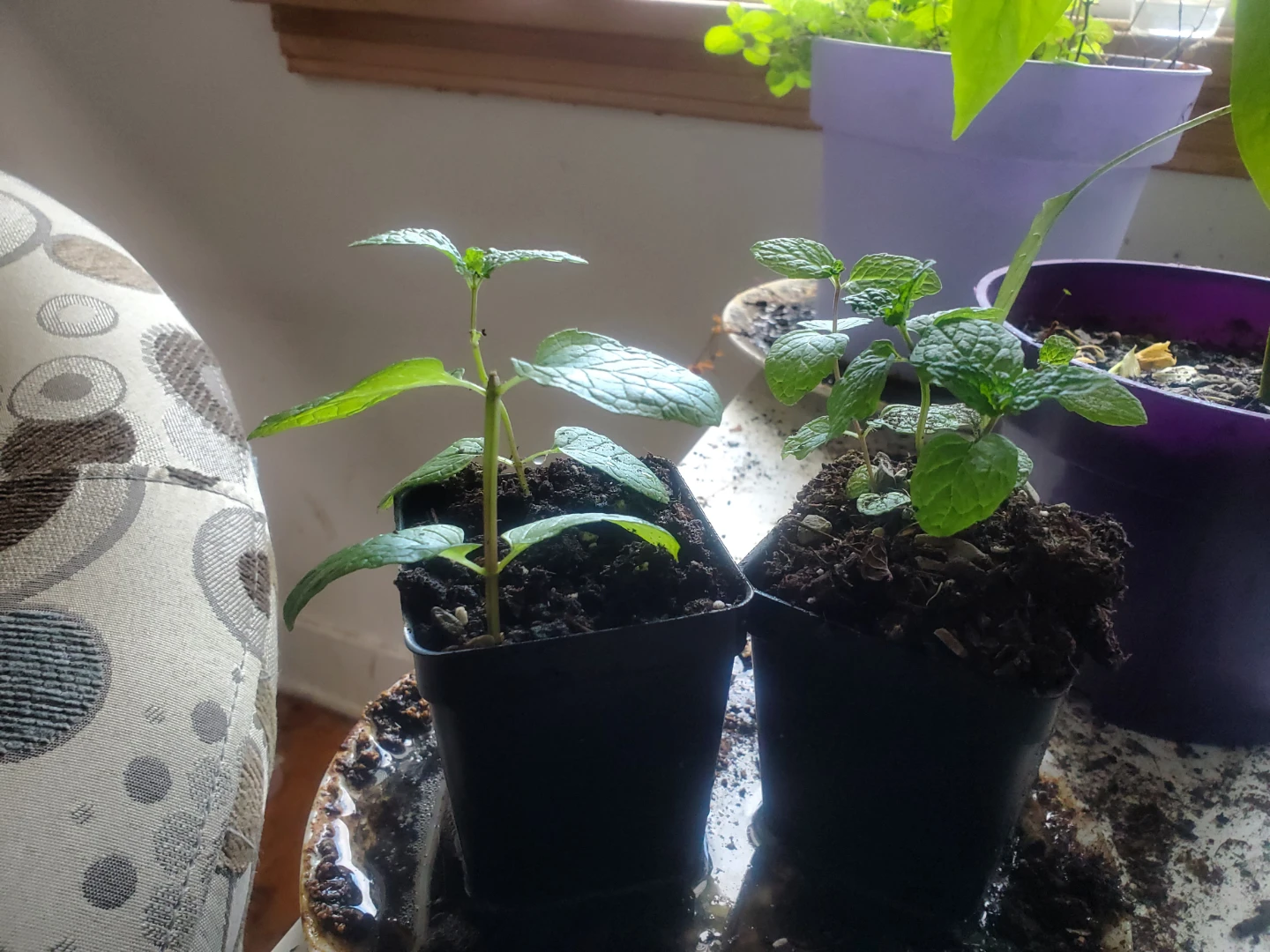 Two young lemon balm plants for sale($3 each) ⚽