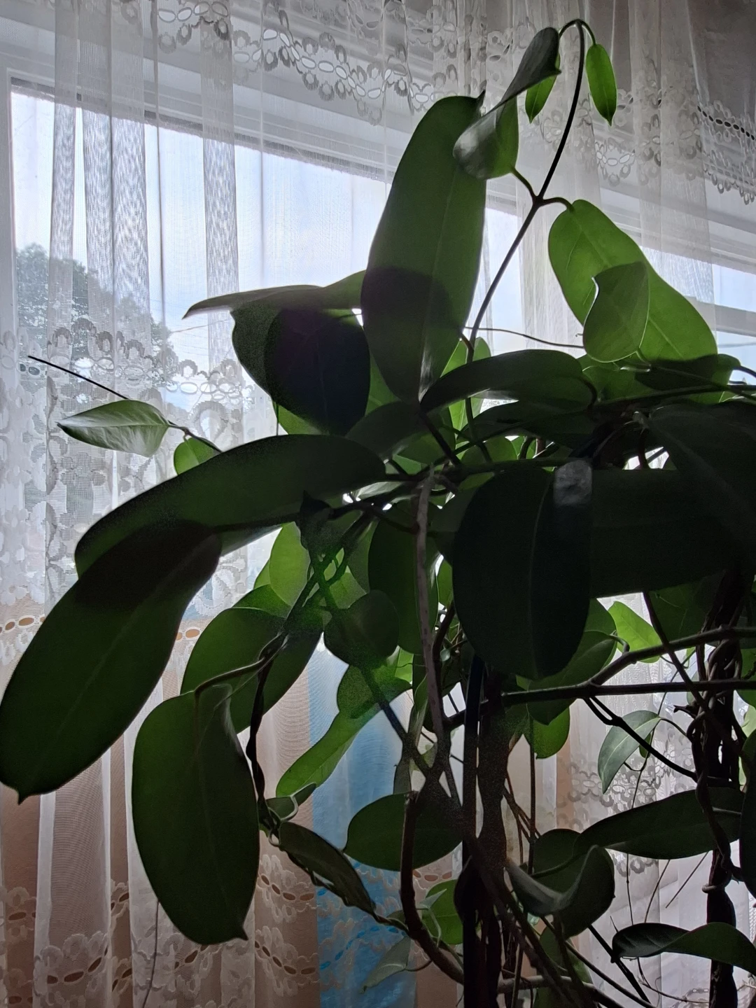 JASMINE FLOWER PLANTS with Trailing Vines