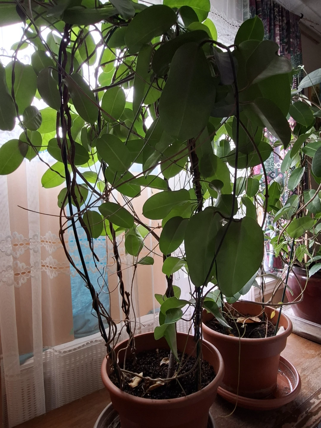 JASMINE FLOWER PLANTS with Trailing Vines - photo 2