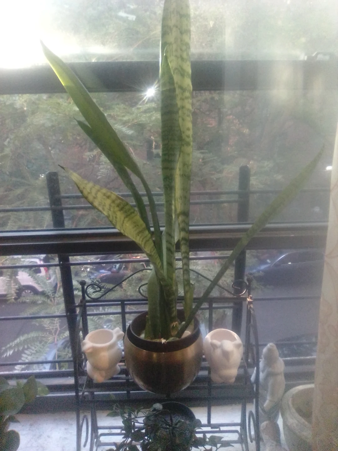 Snake Plant in Pot ⚽