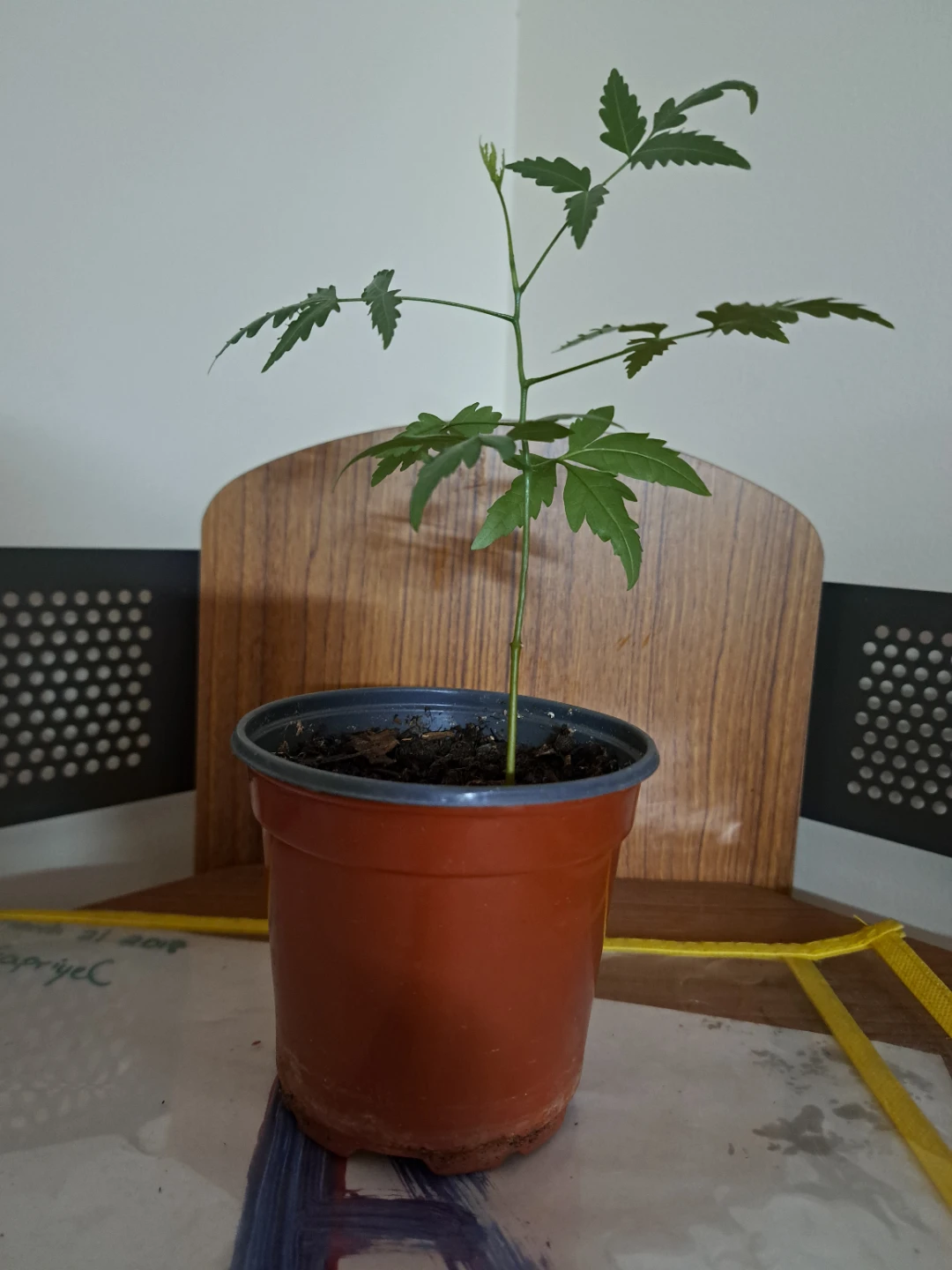 Neem Tree Sapling